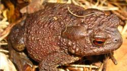 Bufo Bufo — серая или обыкновенная жаба Характеристика жабы